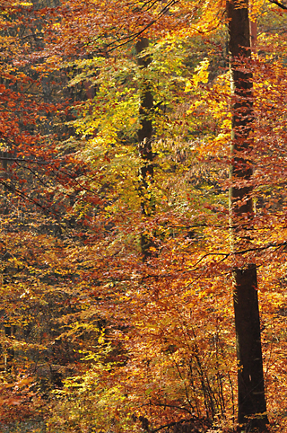 DSC 6433Herbst NÖ 320
