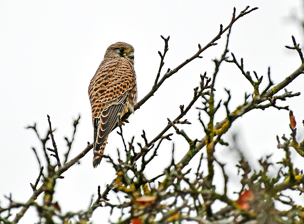 DSC 6471 Falke 11 11 11 o