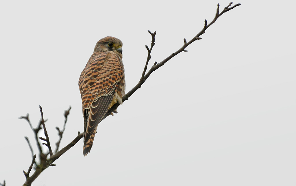DSC 6471 Falke 11 11 11