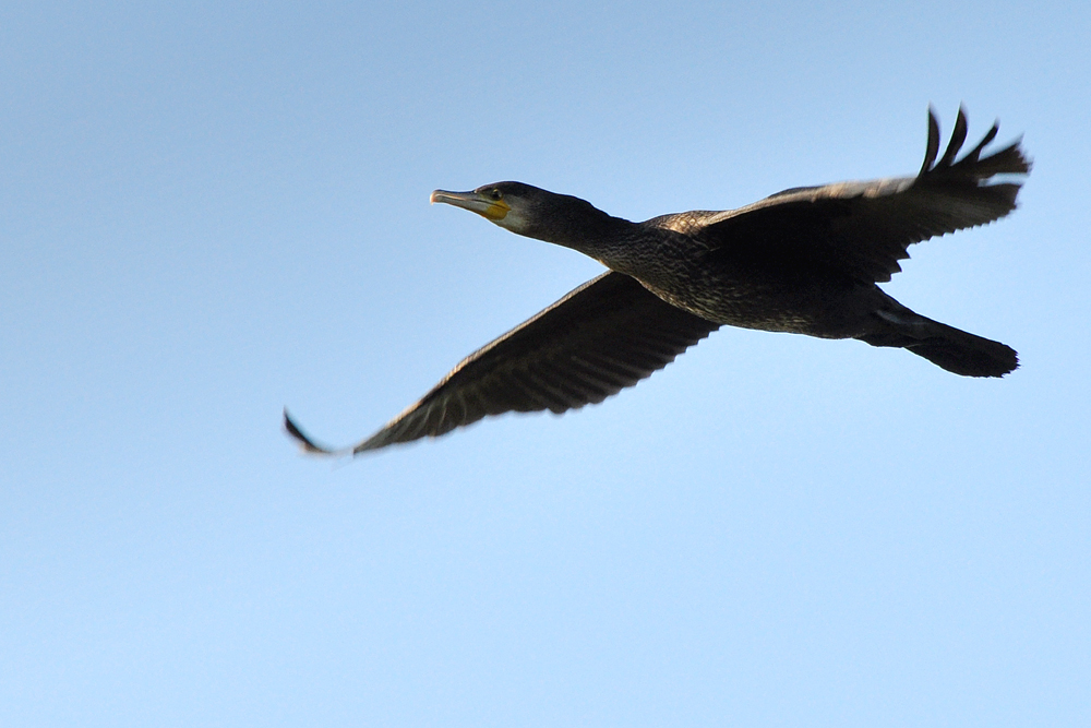 DSC 6496 Kormoran WagbachN 1000