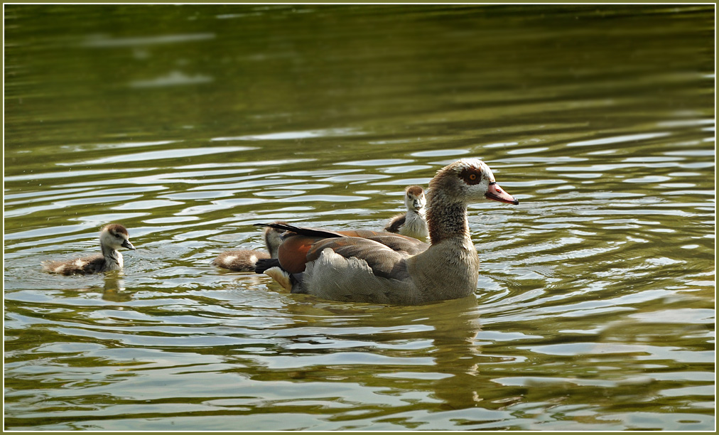 DSC 6508 Nilgans 1000 R
