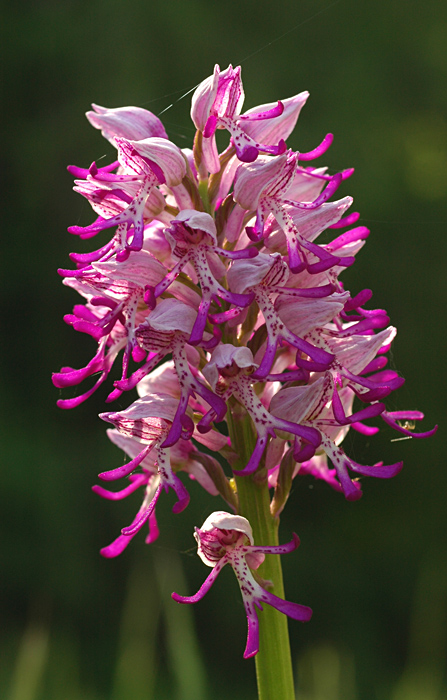 DSC 6539 simia x militaris 700h