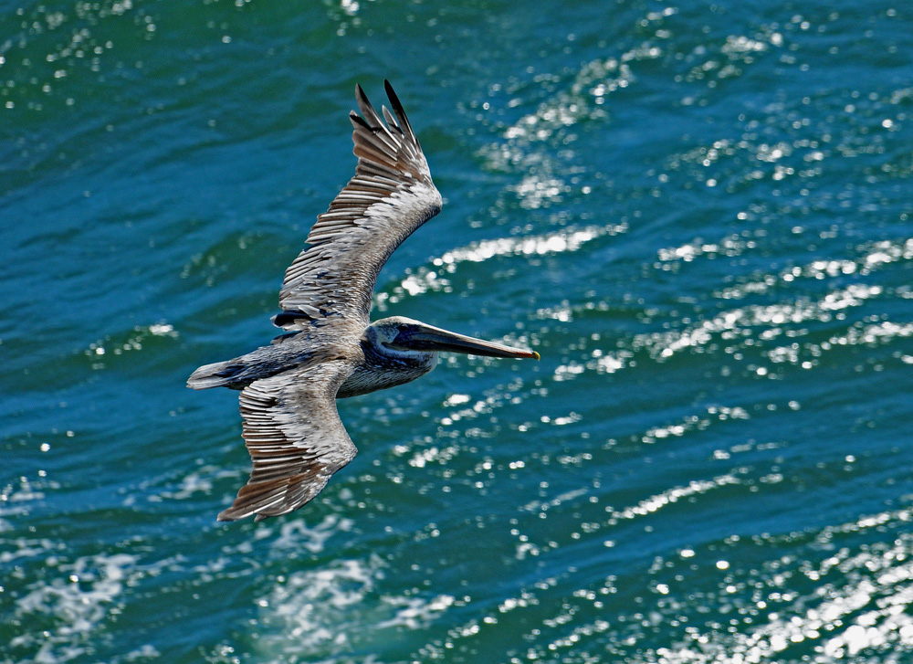 DSC 6571 Pelikan 1000