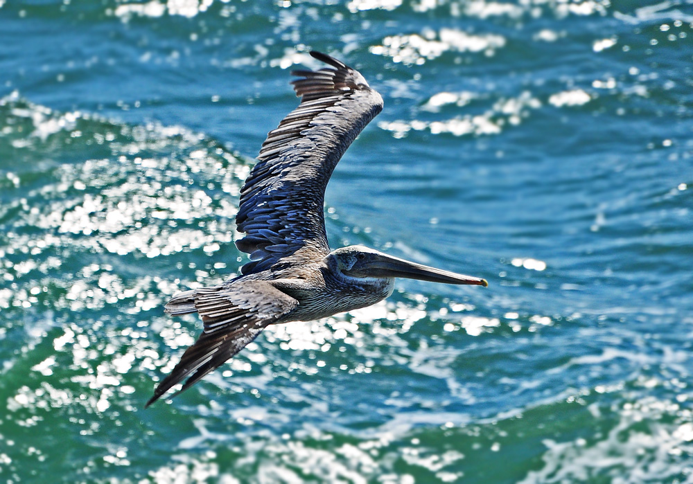 DSC 6572 Pelikan Point Bonito 1000
