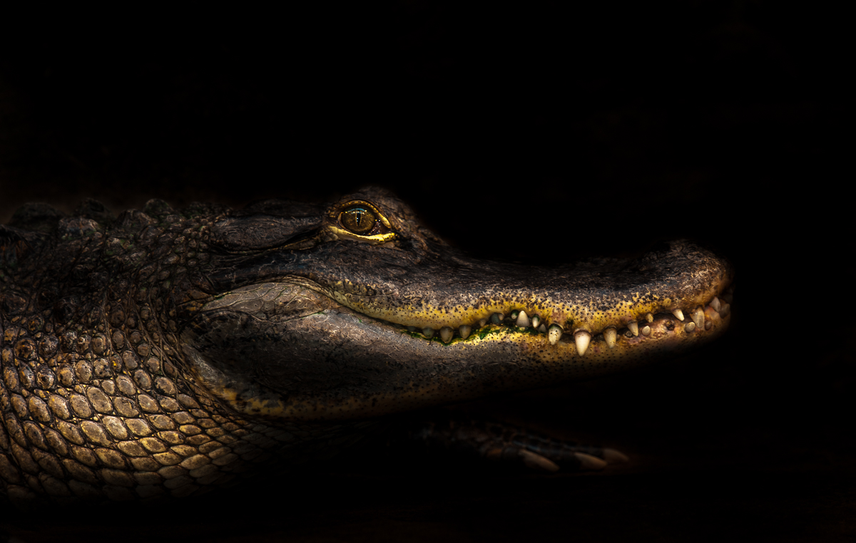 DSC 6583 _ Aalborg Zoo