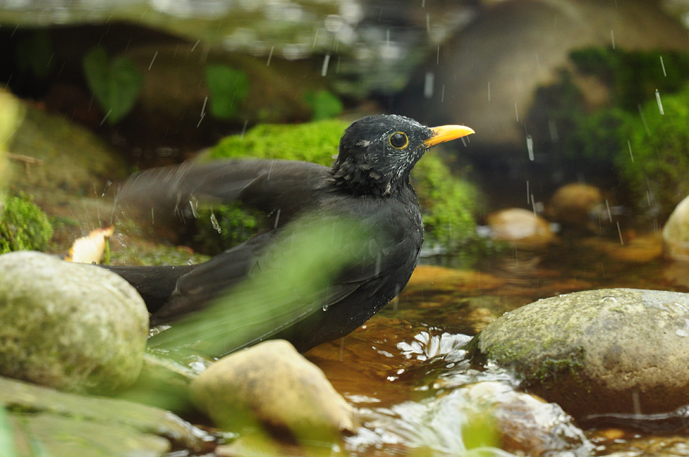DSC 6615 Amsel badet ooC 1000