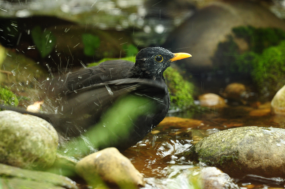 DSC 6616 Amsel badet ooC 1000