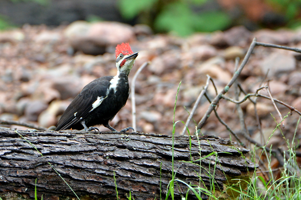 DSC 6673 Woodpecker