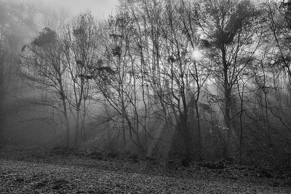 DSC 6678 4076 sw