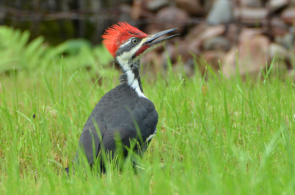 DSC 6684 Woodpecker