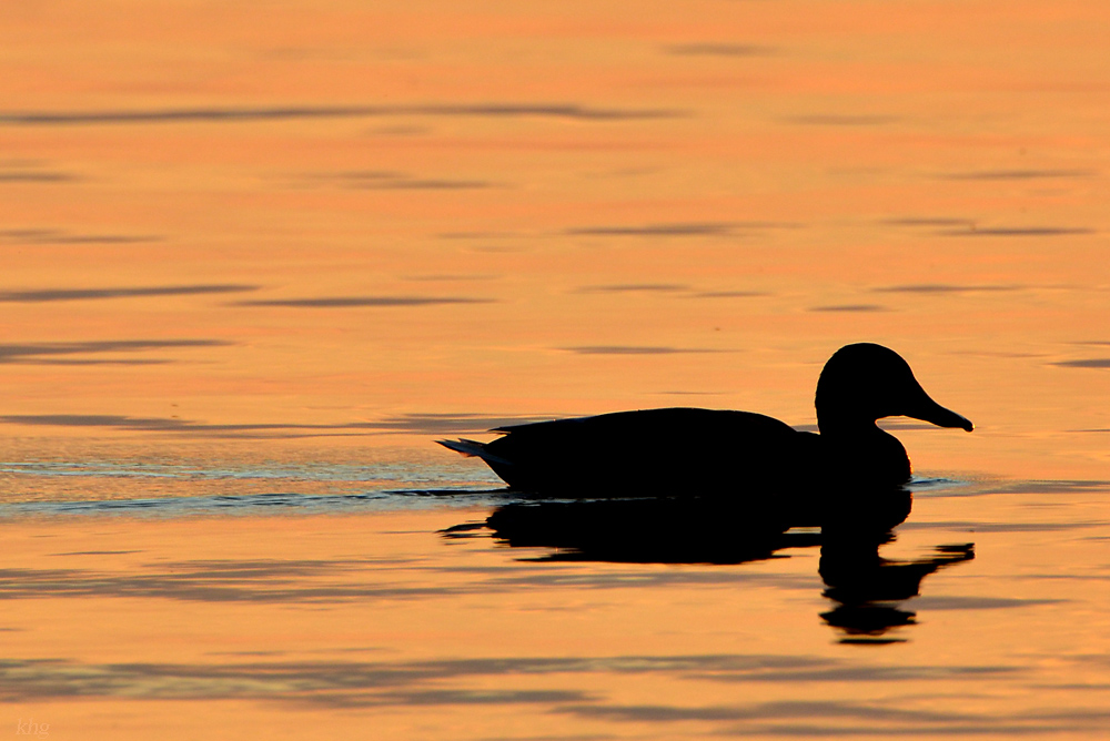DSC 6741 Ente