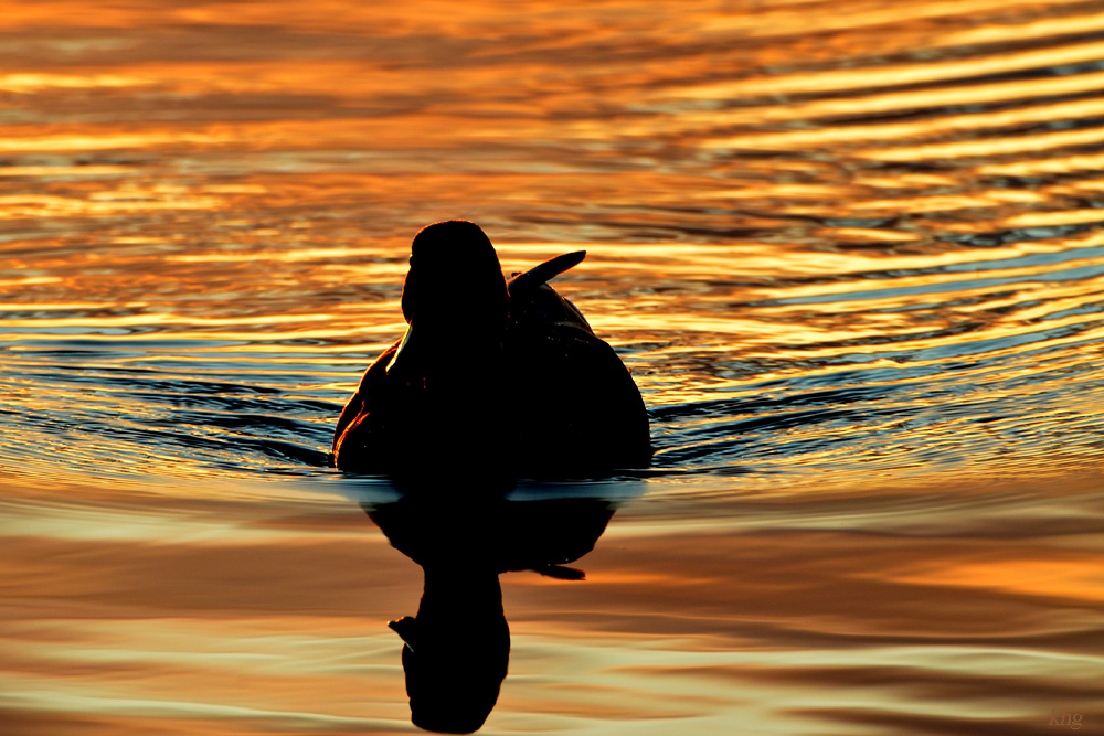 DSC 6746 Ente