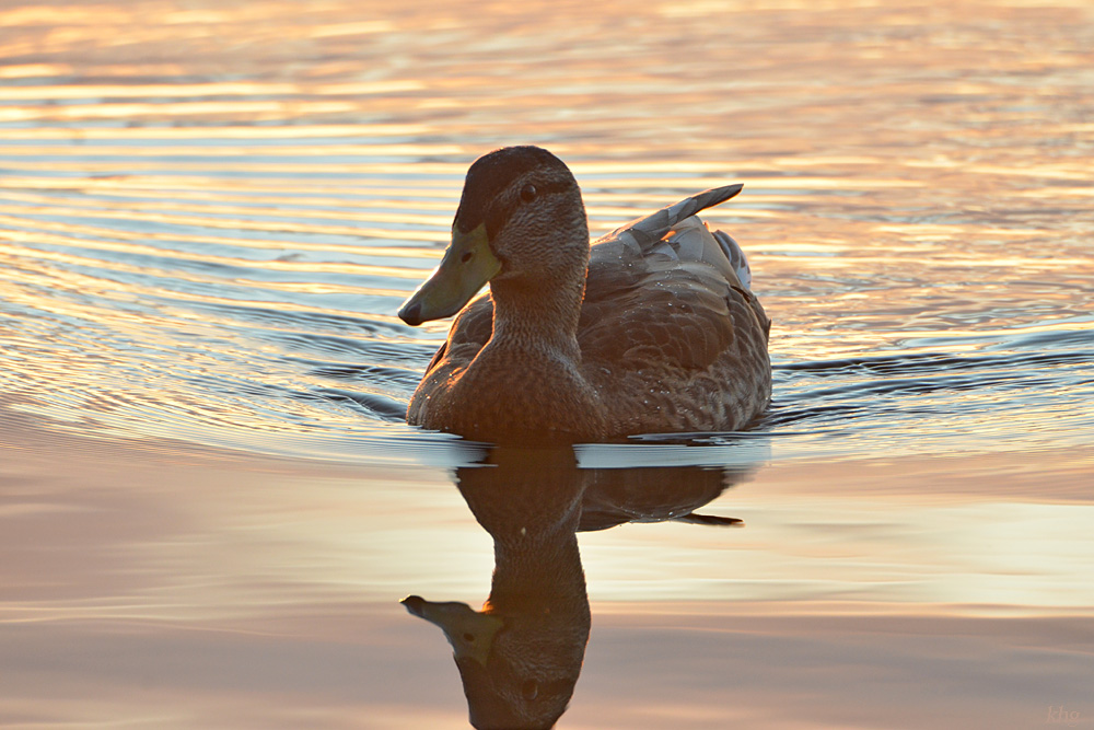 DSC 6747 Ente