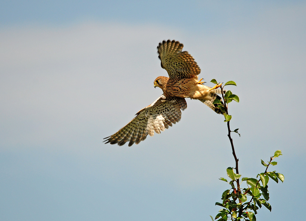 DSC 6796 Falkendame 1000