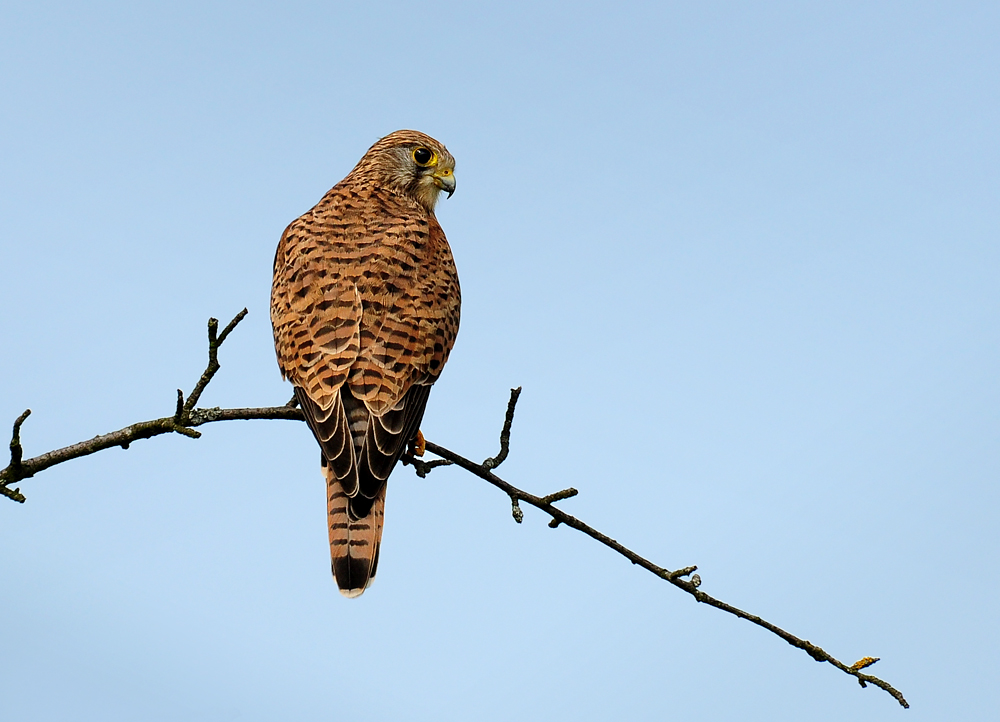 DSC 6805 Falkendame 1000