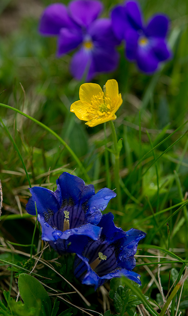 DSC 6817kws
