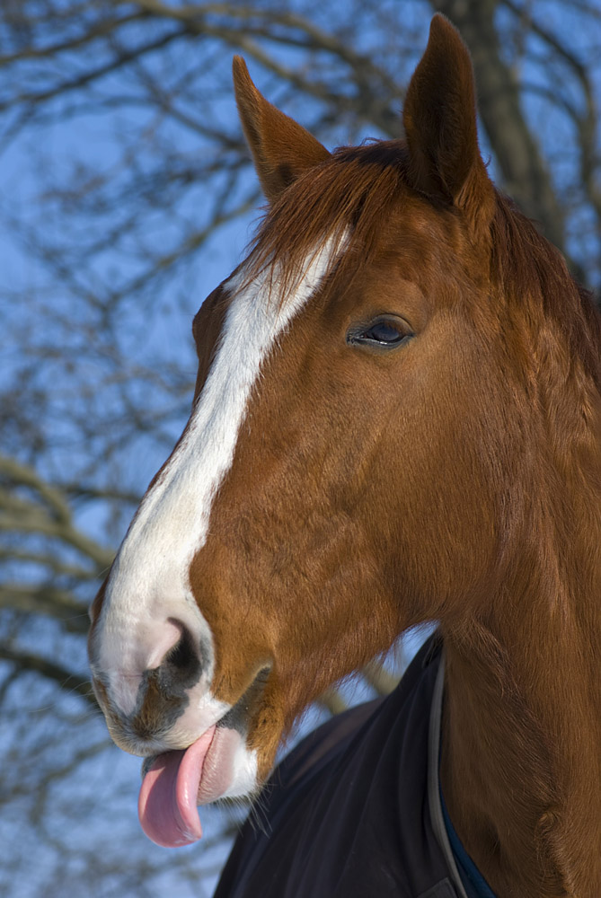 DSC 6822 R 1000 nik