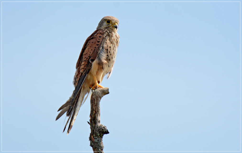 DSC 6907 Turmfalke 1012 R