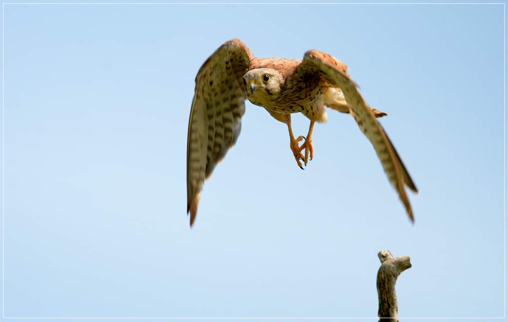 DSC 6915 Turmfalke 1012 R