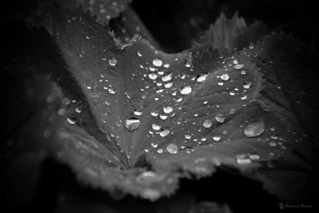 DSC 6936sw