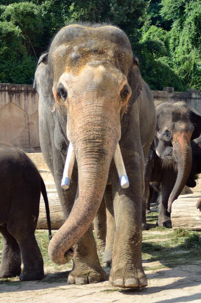 DSC 6962
Elefant