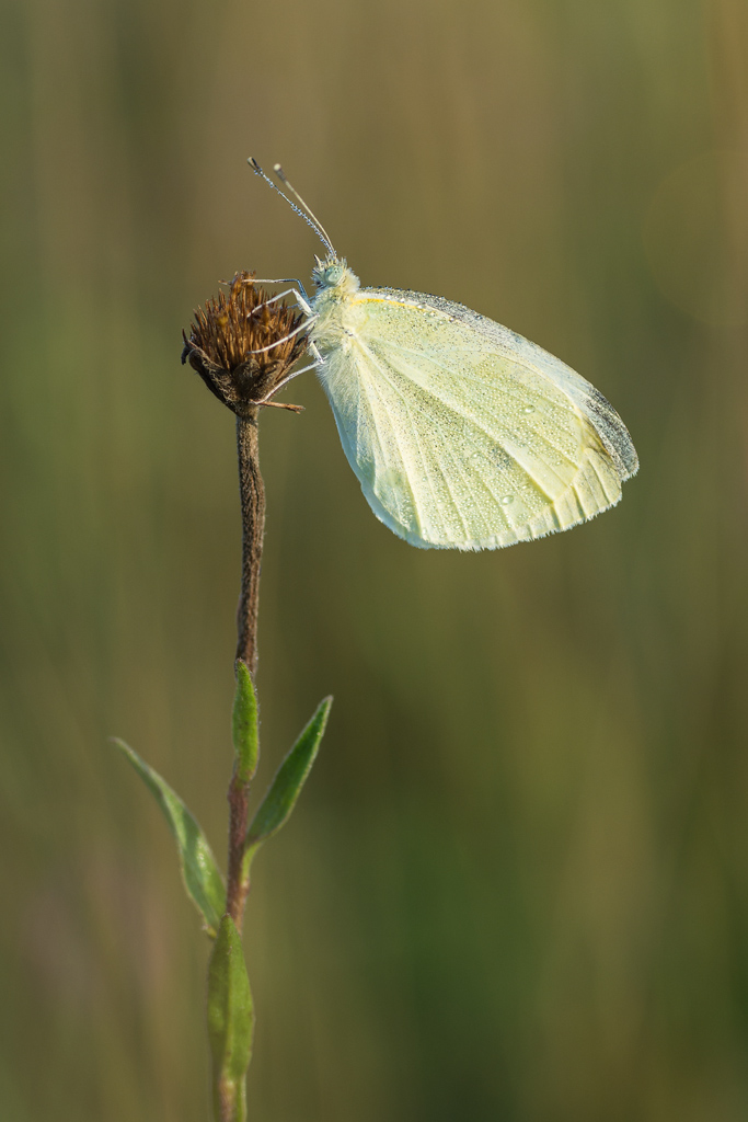 DSC 6977 NFF