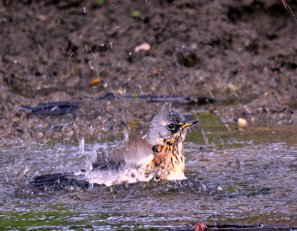 DSC 6993W Drossel juv warm