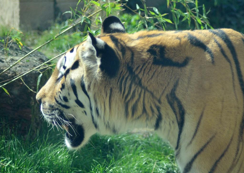 DSC 7012
Tiger