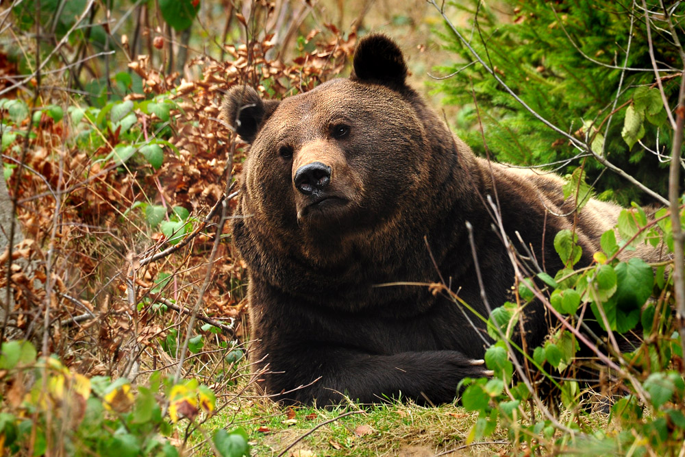 DSC 7179 Braunbär 1000