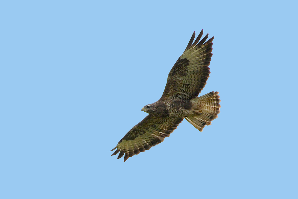 DSC 7201 Bussard 1000 b