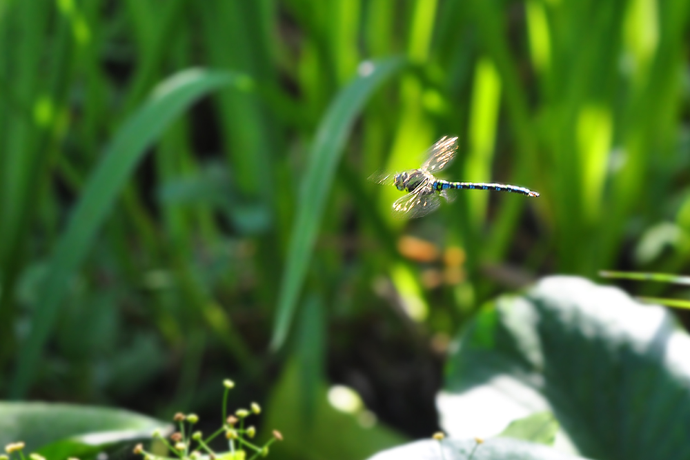 DSC 7345 1000