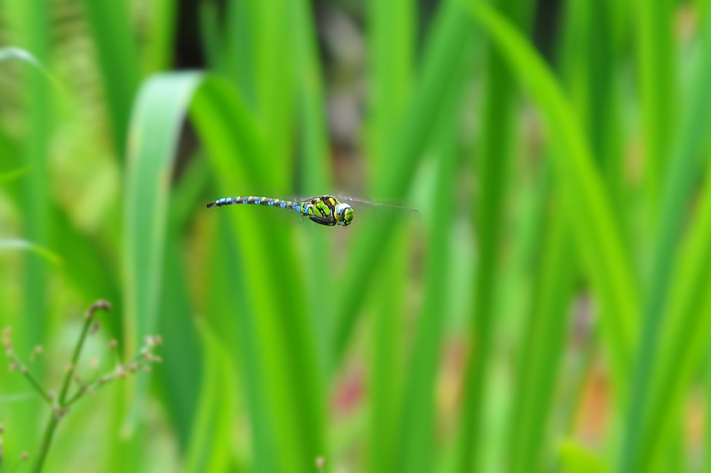 DSC 7365 1000