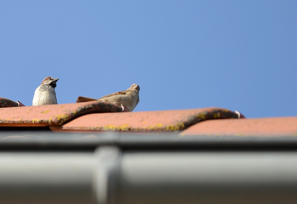 DSC 7403 25 4 13