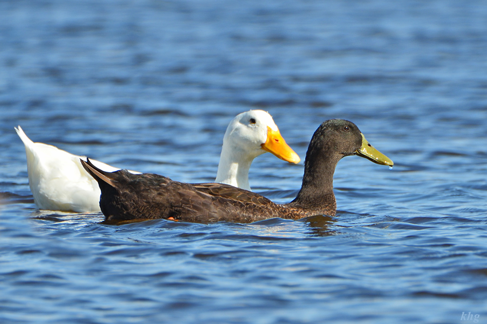 DSC 7414 Enten