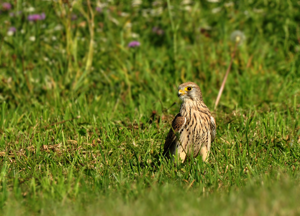 DSC 7414 Falke 1000 2