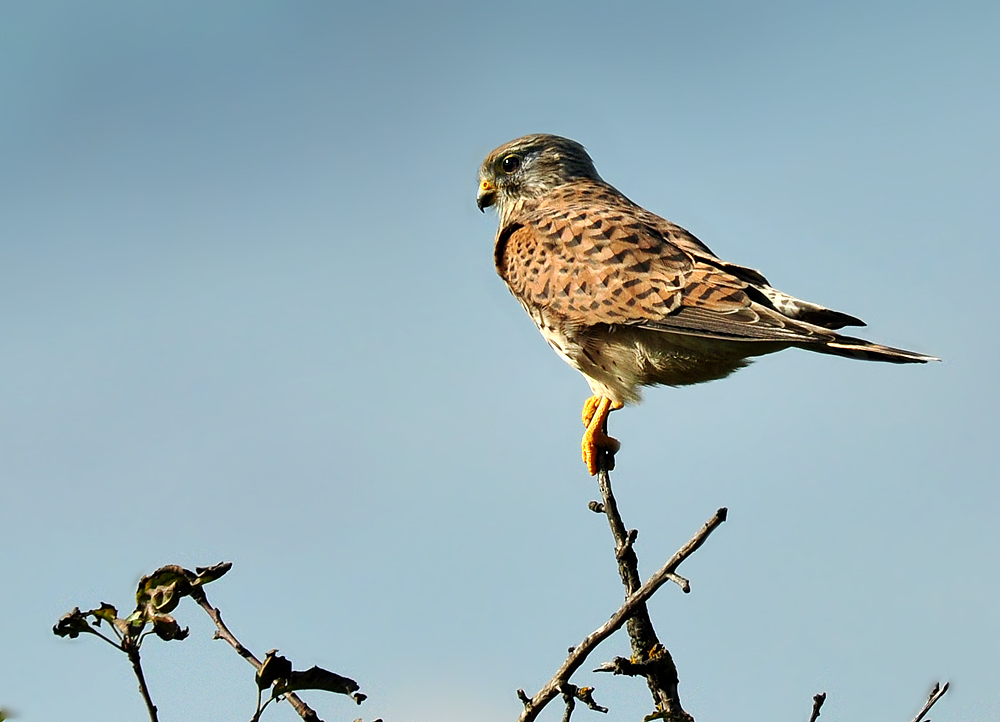 DSC 7494 Falke b 1000 2