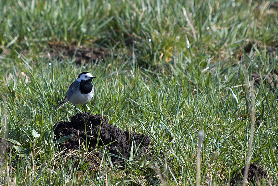DSC 7541 Kopie