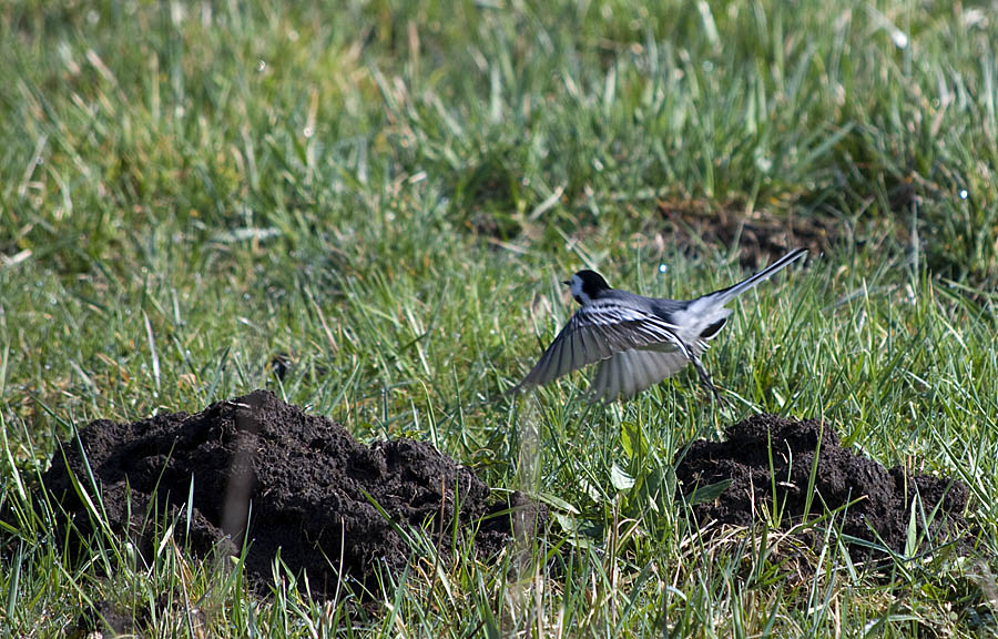 DSC 7543 Kopie 1