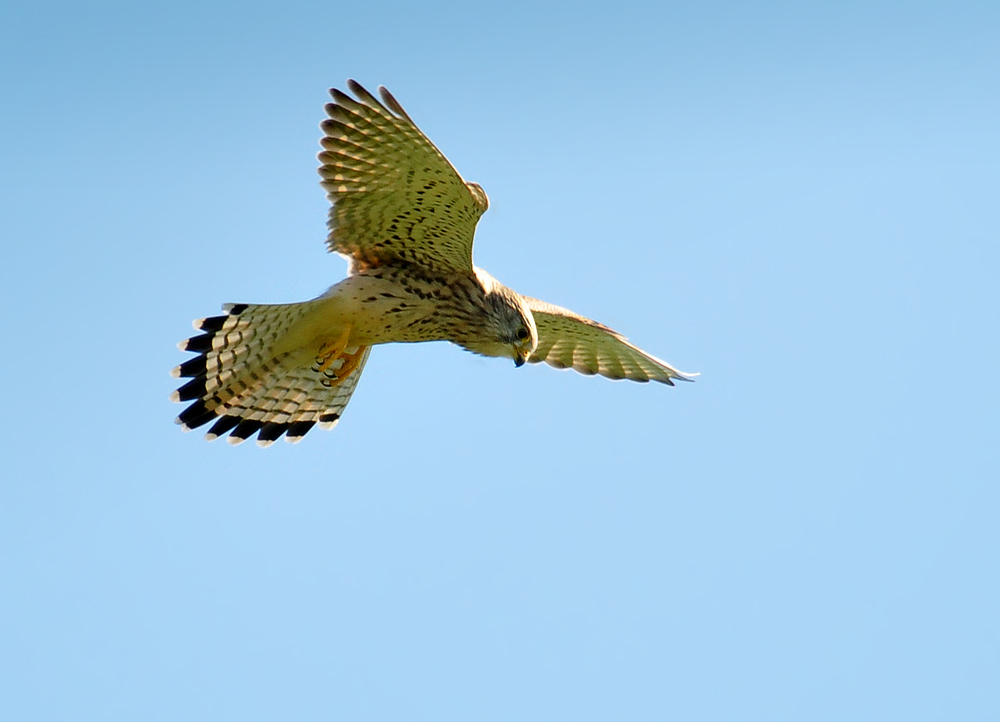 DSC 7559 Falke b 1000