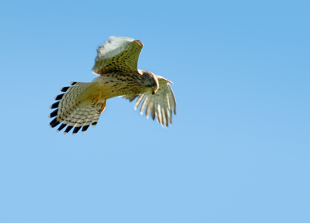 DSC 7560 Falke b 1000