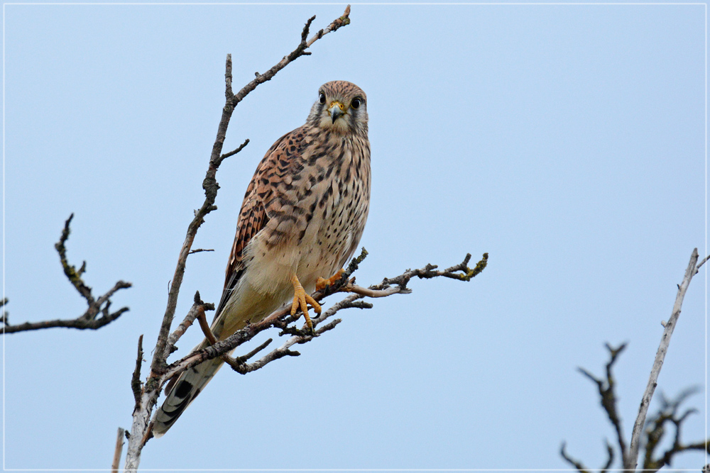 DSC 7561 Turmfalke 1000 R