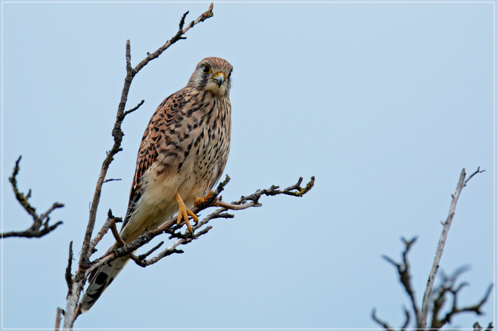 DSC 7564 Turmfalke 1000 R