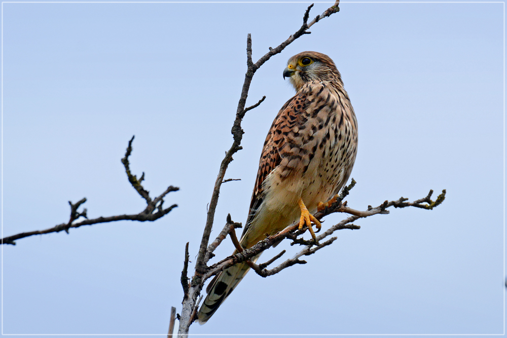DSC 7575 Falke 1000 R
