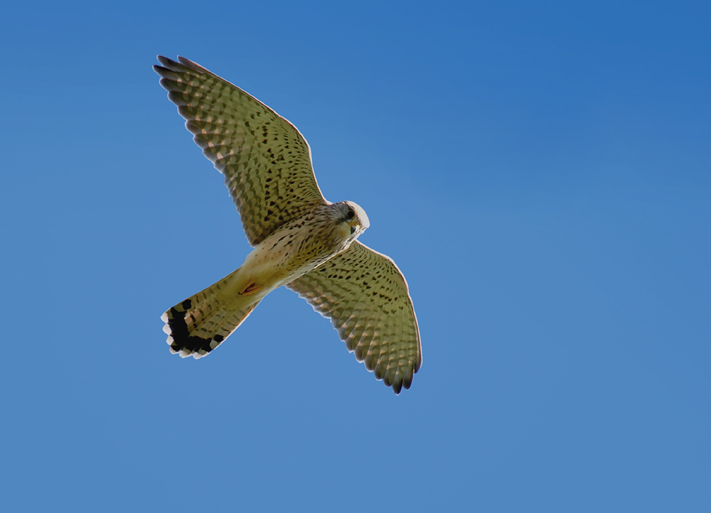 DSC 7674 Turmfalke 1000