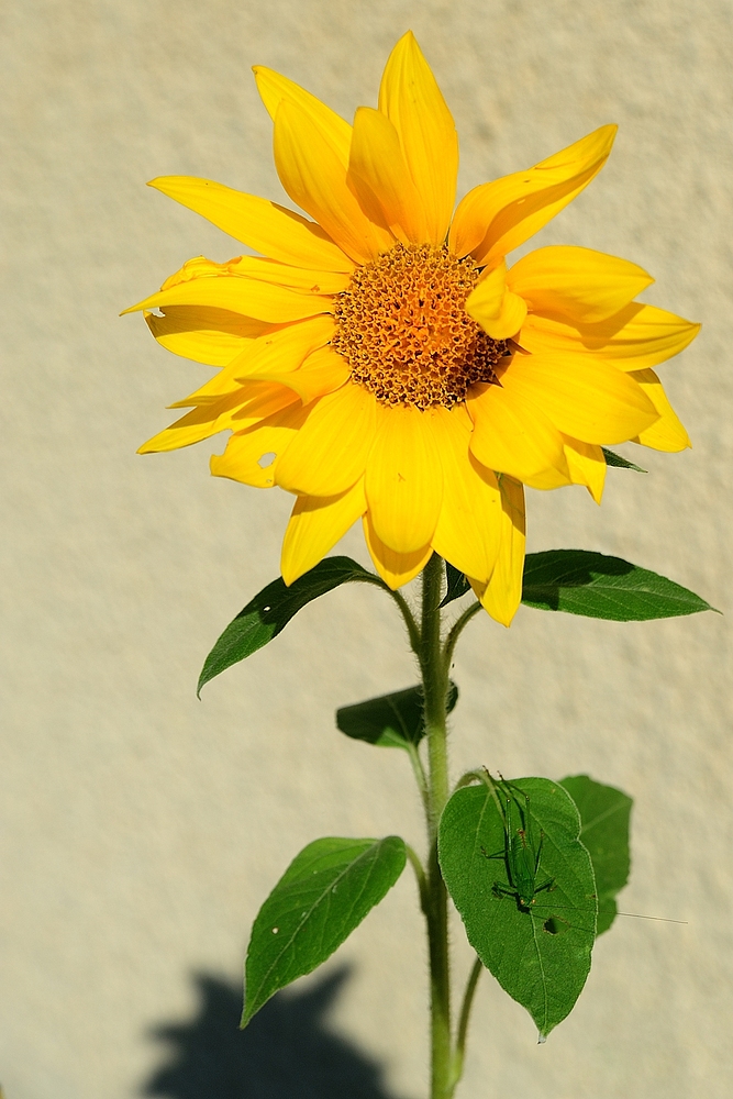 dsc 7701 sonne schreck