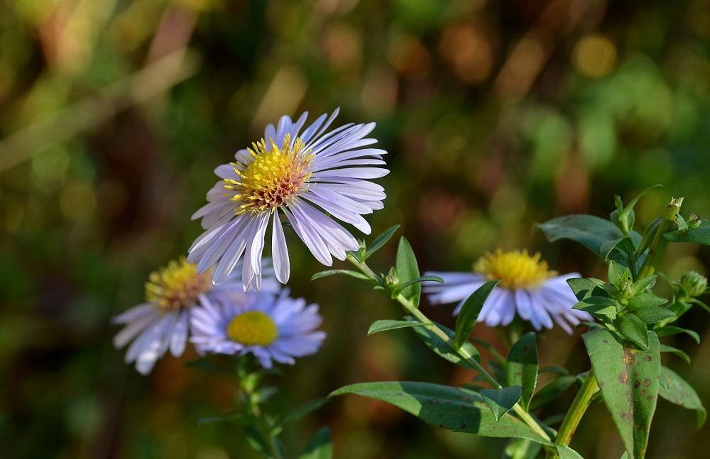 DSC 7724 26 10 12