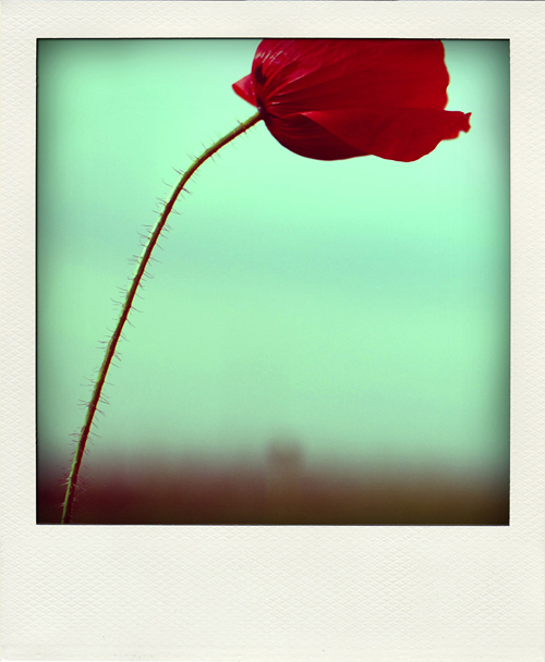 DSC 7737 pola03