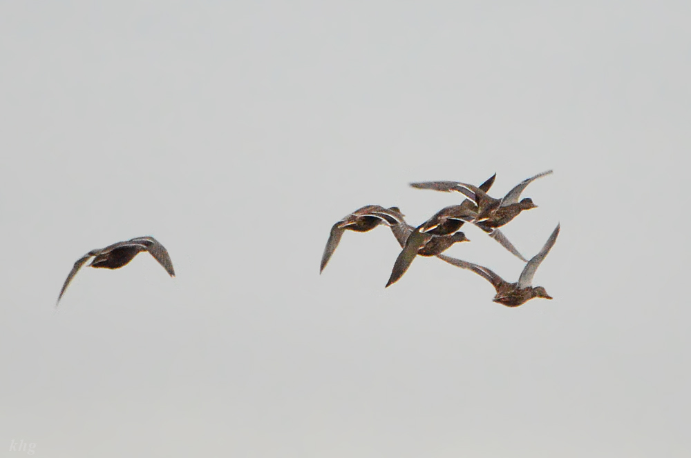 DSC 7744 Enten