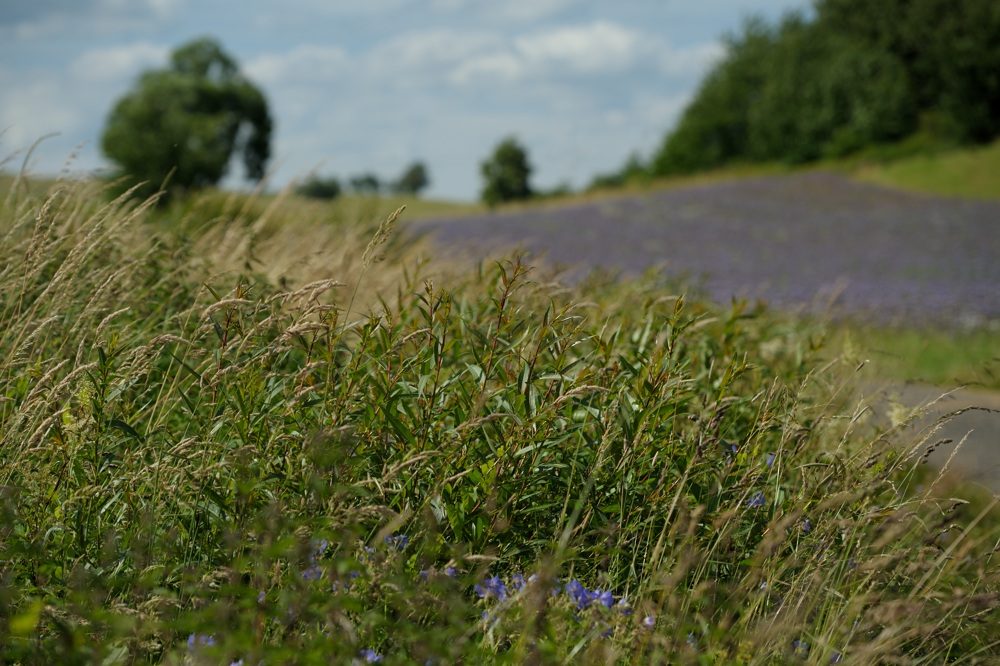 DSC 7769a