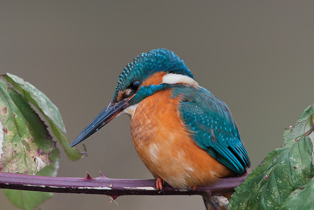 DSC 7791 xx